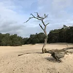 Bonte Specht * Otterlo