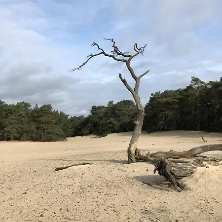 Bonte Specht * Otterlo
