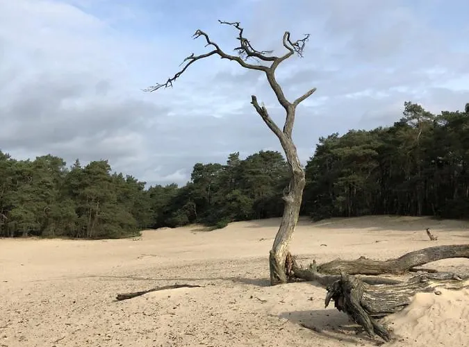 Bonte Specht * Otterlo