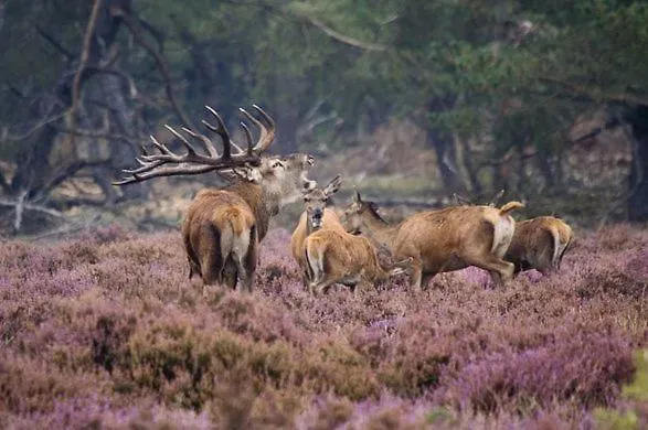 Bonte Specht * Otterlo