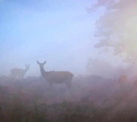 Bonte Specht 別荘 *