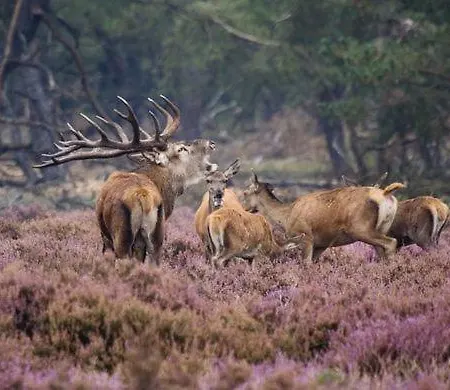 Bonte Specht * オッテルロ