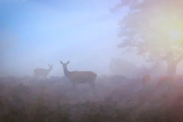 Bonte Specht Ferienhaus *